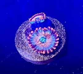 WYSIWYG Seduction Palys 