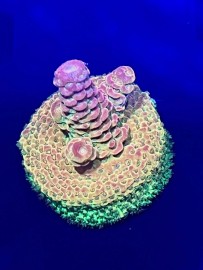 WYSIWYG PC Rainbow Acro