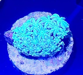 WYSIWYG Daisey Pipe organ