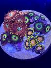 WYSIWYG Piece of the reef Zoas