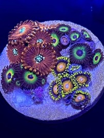 WYSIWYG Piece of the reef Zoas