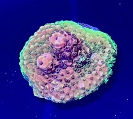 WYSIWYG PC Rainbow Acro