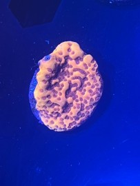 WYSIWYG Tangerine Dream Montipora 