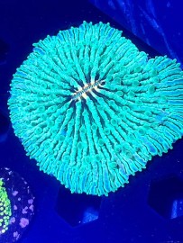 WYSIWYG Plate Coral